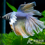 大象天使半月鬥魚（對魚）
