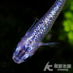 藍寶石 美達卡 2.3~3.5cm