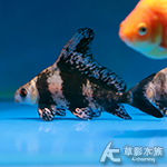 大帆三間（8.5~9.5cm）