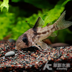 星辰二線鼠 2.5cm