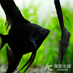 暗黑阿凡達神仙（3.5~4cm）