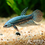 外星人鬥魚（公魚）