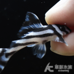 L046 熊貓異型（3.5~3.8cm）005~008