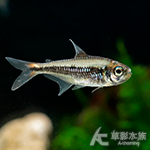 黃鑽可卡燈（2~2.5cm）