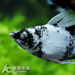 乳牛茉莉 4~5cm