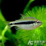 隆背彩虹藍帝燈 2~3cm