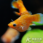 金莎球 2~2.5cm