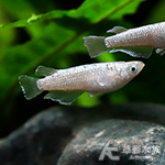 飛輪 美達卡 2.3~3.5cm