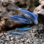 牛仔蝴蝶仙子 2~2.5cm