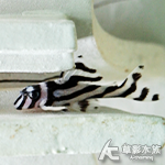 L046 熊貓異形 3.5~4cm 013~016