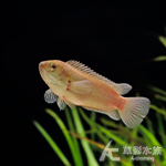 黃金攀木鱸 10~11cm