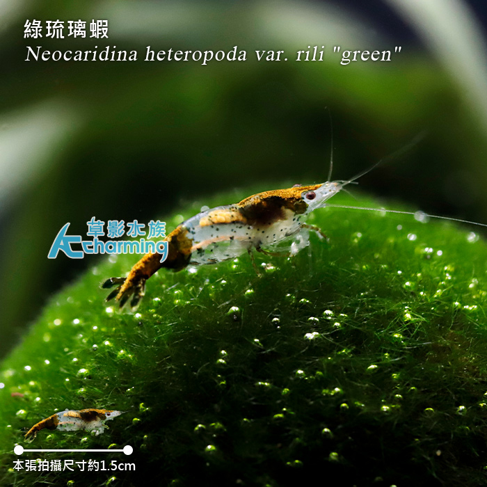 綠琉璃蝦 1.5cm