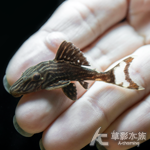 L027d 重金屬黃金雷神皇冠豹 6cm 012
