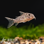 葛蓮娜鼠三型 3.8cm