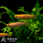 紅布奇拉美 美達卡 2.5~3cm