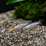 夢菊 美達卡 3cm