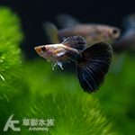 白金藍尾禮服孔雀（對魚）