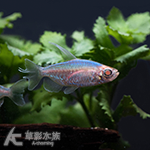 白子剛果 4cm