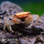 粉紅娃娃相手蟹 1~1.3cm