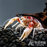 A級 三色幽靈螯蝦 5~6cm