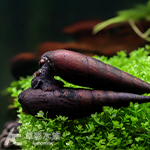 黑鑽銀河兔螺 4~6cm