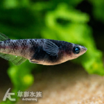 女墨 美達卡 2~2.5cm