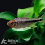 紫羅蘭魔鬼燈 2.5cm