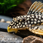 L014 黃金達摩異型 001 6cm