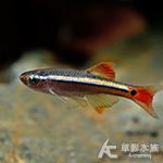 大帆白雲山 1.2cm
