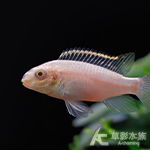 白子紅肚鳳凰 3cm