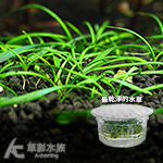 帕夫椒草（組培盒裝）