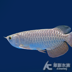高背紅尾金龍 002