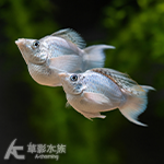 A級 冰川藍天鵝 對魚 3~3.5cm