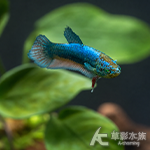 綠魔 PK將軍鬥魚 母魚 3.5cm