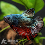 古銅 PK將軍鬥魚 公魚 4.5cm