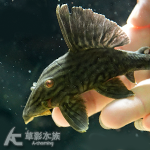 鑽石皇冠豹 12cm 006