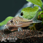 長吻三線豹鼠 4cm