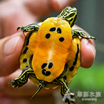 火焰龜 中翅 001 3.5cm