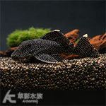 L018 黃翅黃珍珠異型 001 12cm
