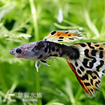 紅老虎緞帶孔雀 對魚 2.5~3cm
