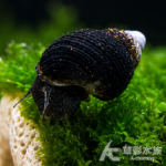 迷你黃金兔螺 1~1.5cm