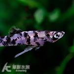黑白小花鱂 2cm