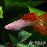 A級 紅蕾絲白子蛇王孔雀 對魚 2.5~3cm