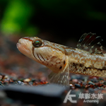 江西小紅嘴吻蝦虎 2.5~3cm