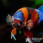 多采尼莫 PK將軍鬥魚 4cm