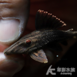 木紋皇冠豹 002 8cm
