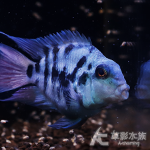 藍寶鸚鵡 對魚 5~6cm