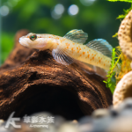 密點周氏吻蝦虎 2.5~3cm
