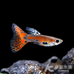 珊瑚紅草尾孔雀（對魚）
