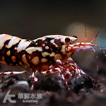 紅雪花水晶蝦 母蝦 1.8cm